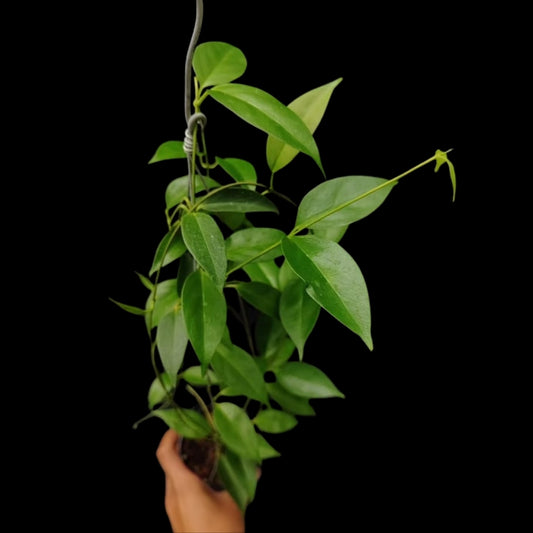 Hoya Chloroleucha (Large) PRE-ORDER-JULY1113