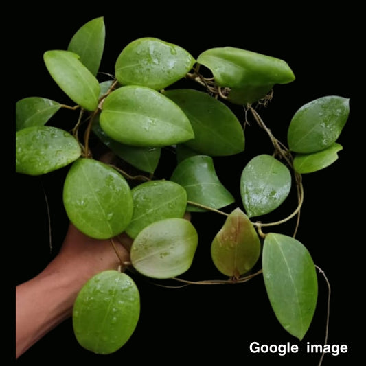 Hoya Dolichosparte Pink Flower Large (PRE-ORDER)-JULY113