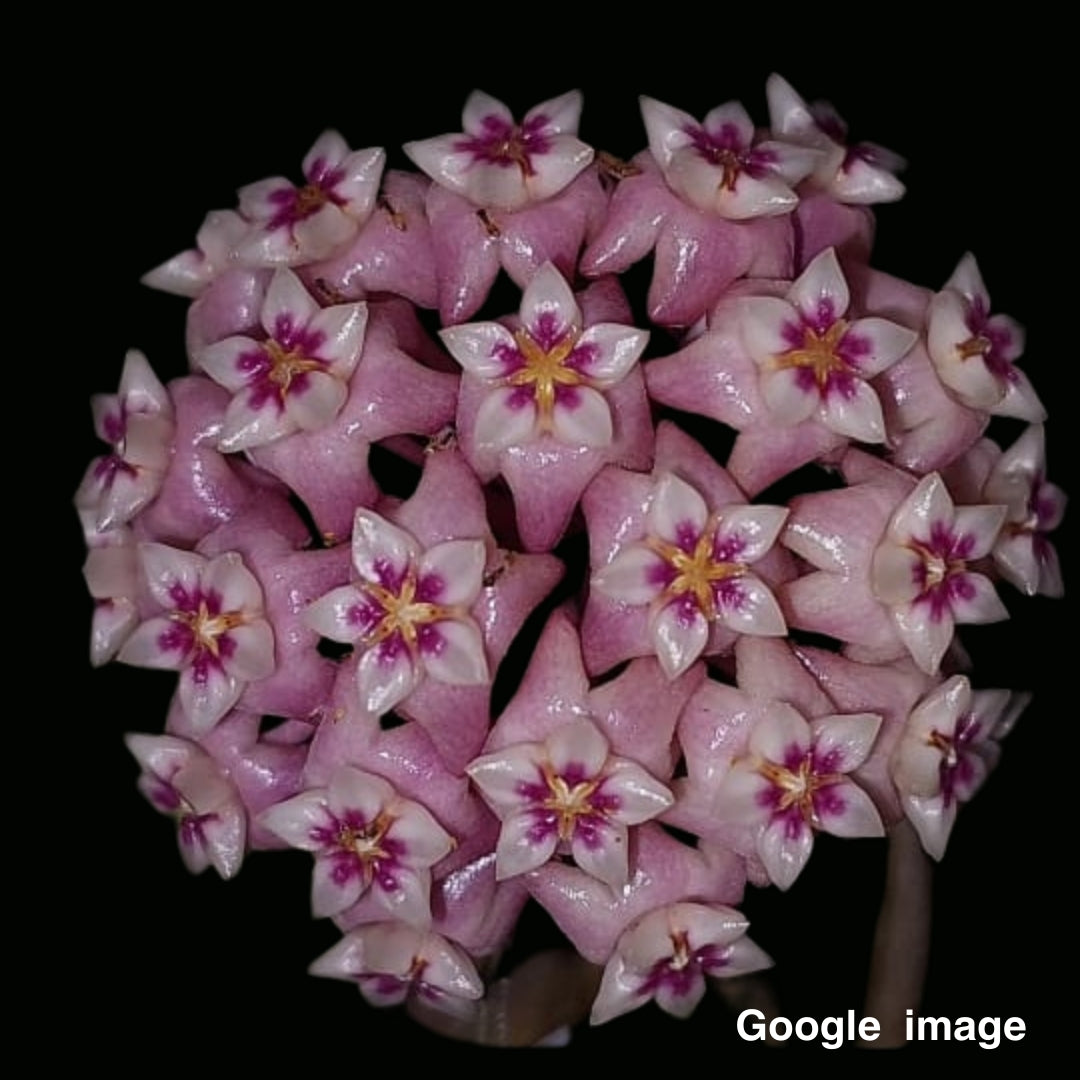 Hoya Dolichosparte Pink Flower Large (PRE-ORDER)-JULY113