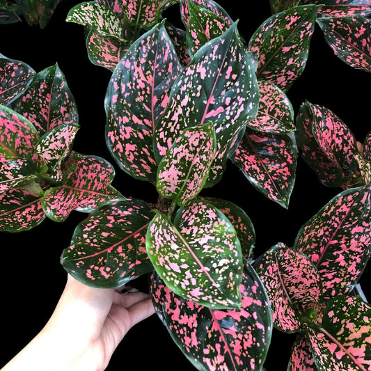 Aglaonema Pink Dalmatian (PRE-ORDER) - JAN118