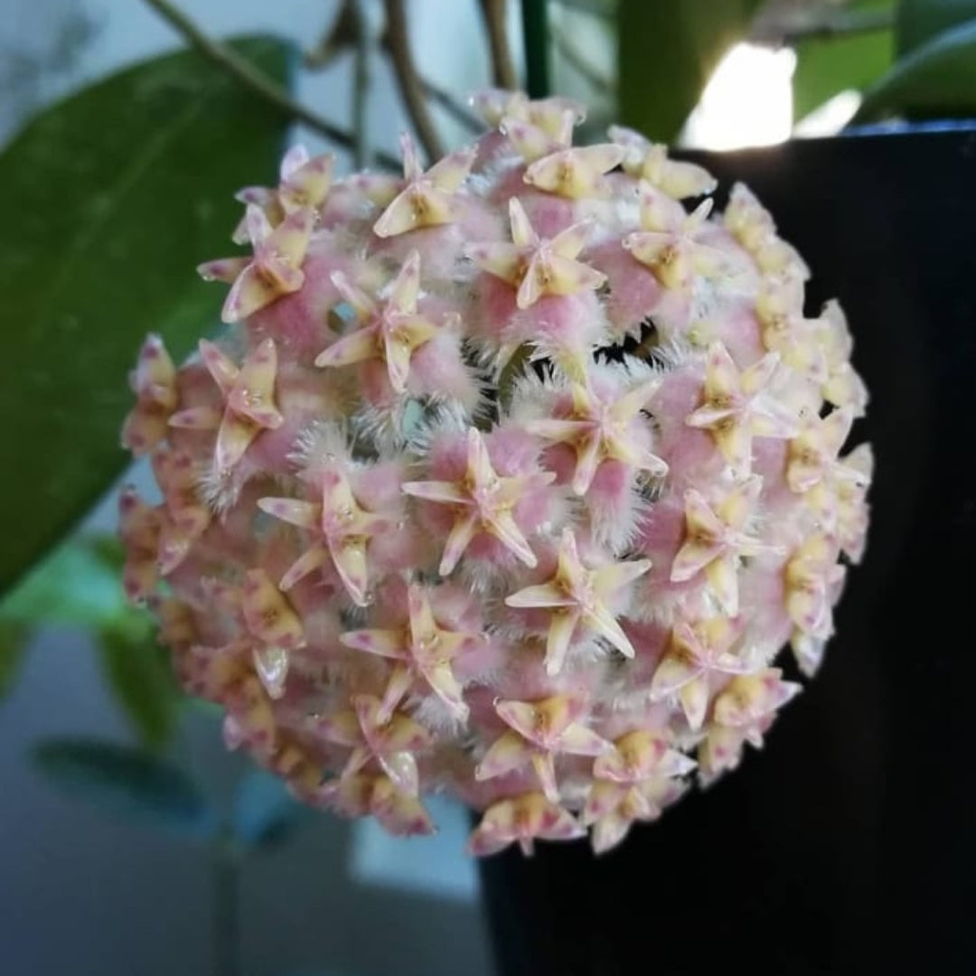 Hoya Erythrostemma Pink Large (PRE-ORDER)-JULY123