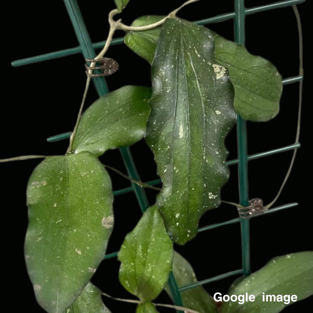 Hoya Erythrina Long Leaves Large (PRE-ORDER)-JULY118