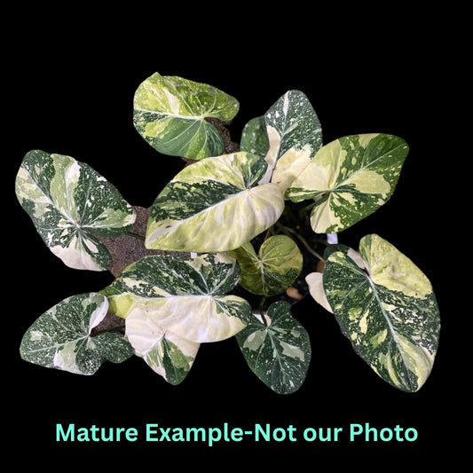 Philodendron Gloriosum Marble Tricolor (9cm Pot)- Pre Order JU11