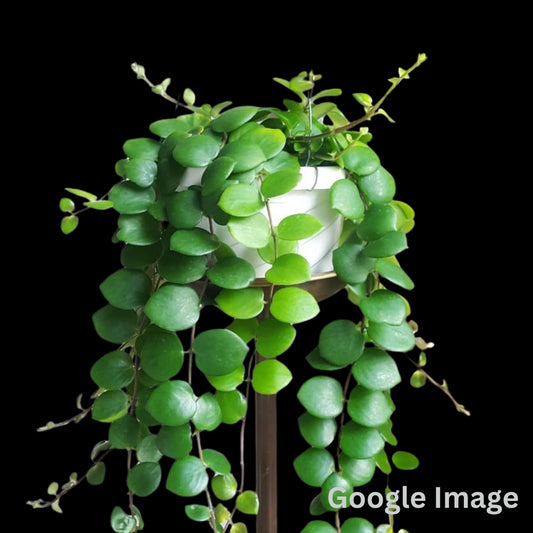 Hoya Aeschynanthus (Medium) PRE-ORDER-JULY011