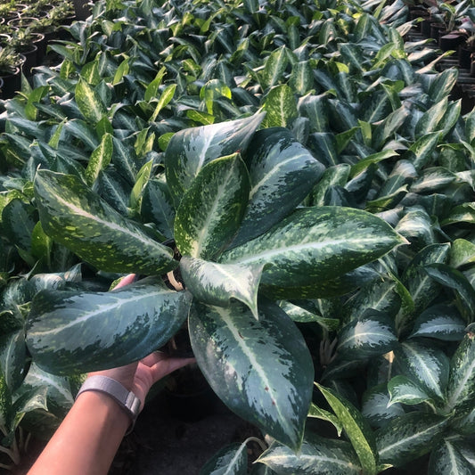 Aglaonema Bang lung gnern (PRE-ORDER) - JAN012