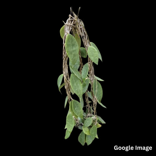 Hoya Cinnamomifolia Var Jawa (Large) PRE-ORDER-JULY120