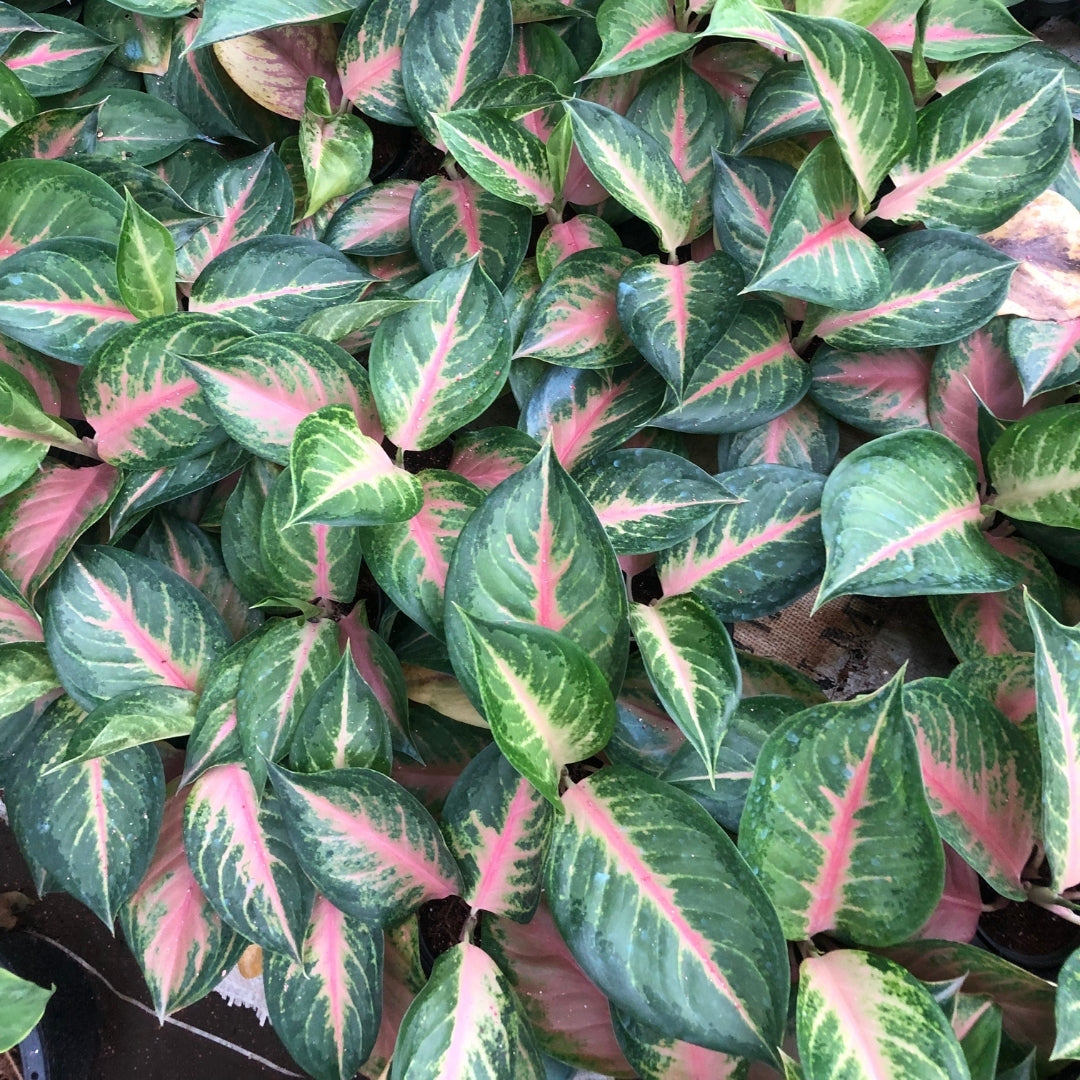 Aglaonema Pink Lookbay  (PRE-ORDER) - JAN121