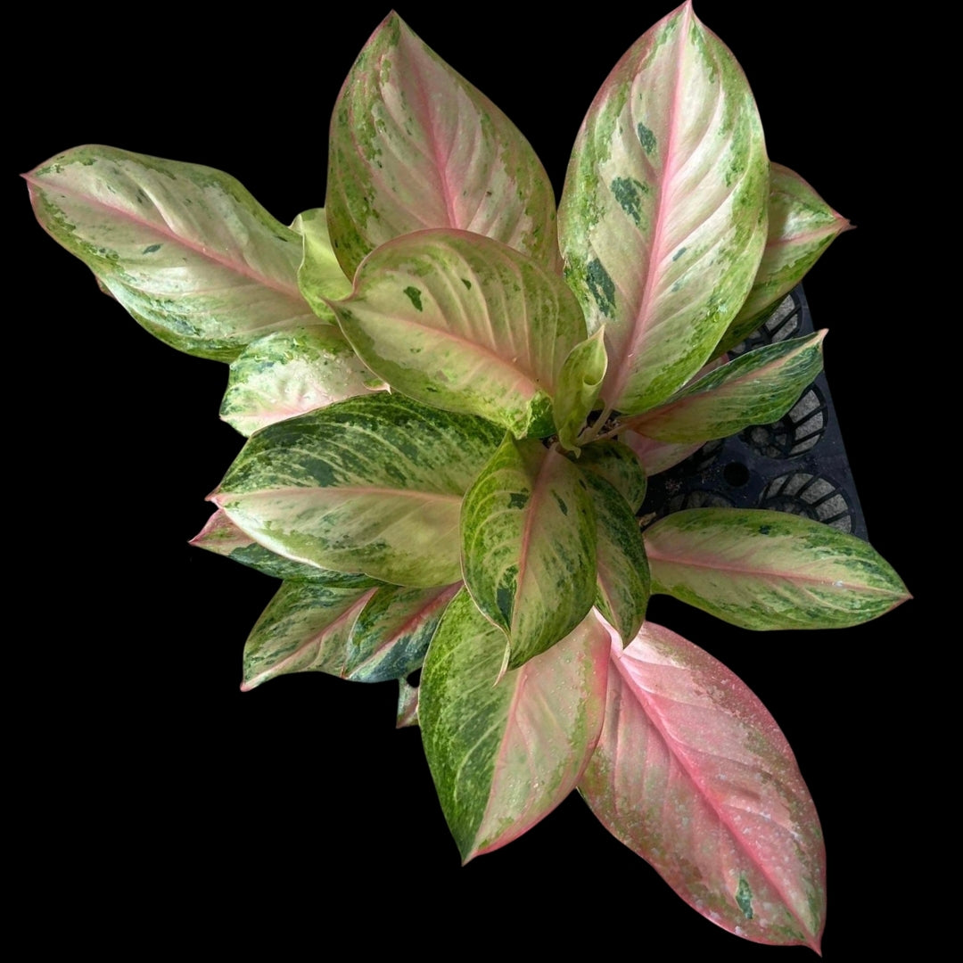 Aglaonema Pink Miracle  (PRE-ORDER) - JAN122