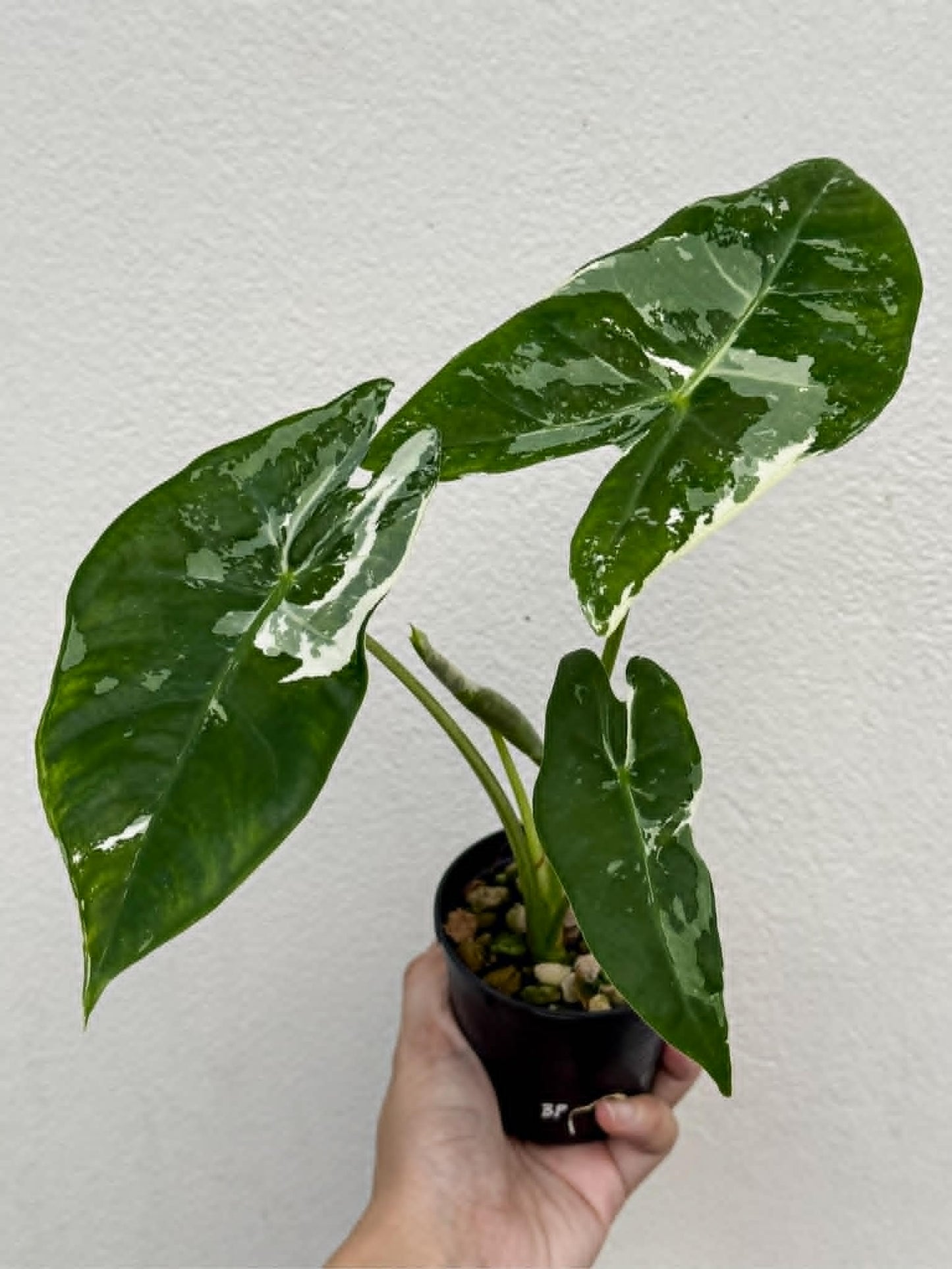 Alocasia Longiloba Albo (Back Pink) - Pre Order