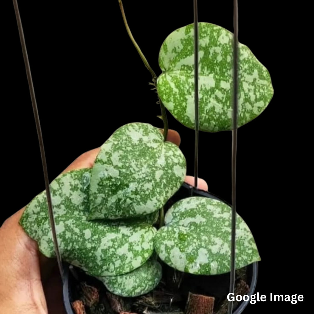 Hoya Cinnamomifolia Var Imbricata (Small) PRE-ORDER-JULY122