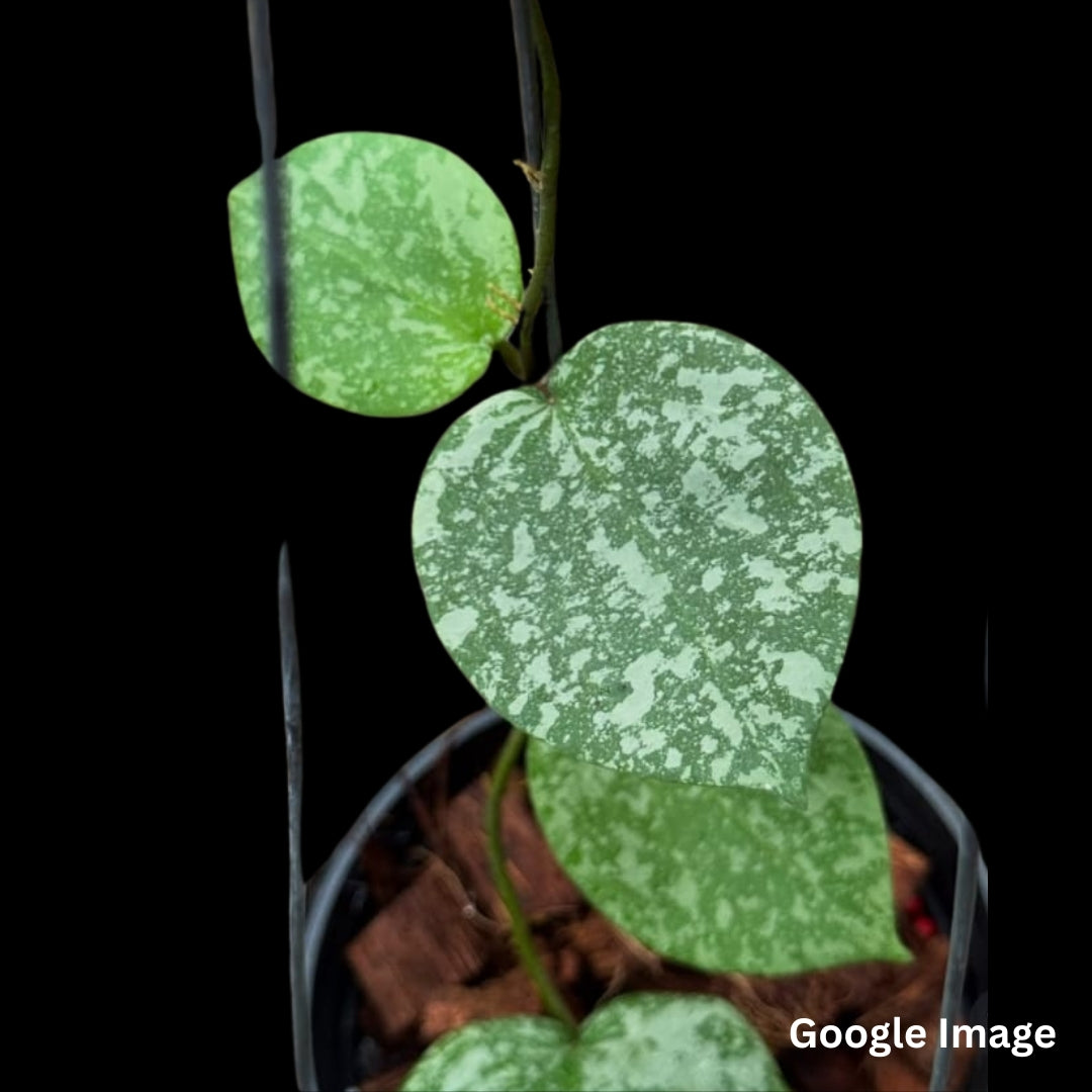Hoya Cinnamomifolia Var Imbricata (Small) PRE-ORDER-JULY122