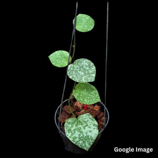 Hoya Cinnamomifolia Var Imbricata (Small) PRE-ORDER-JULY122