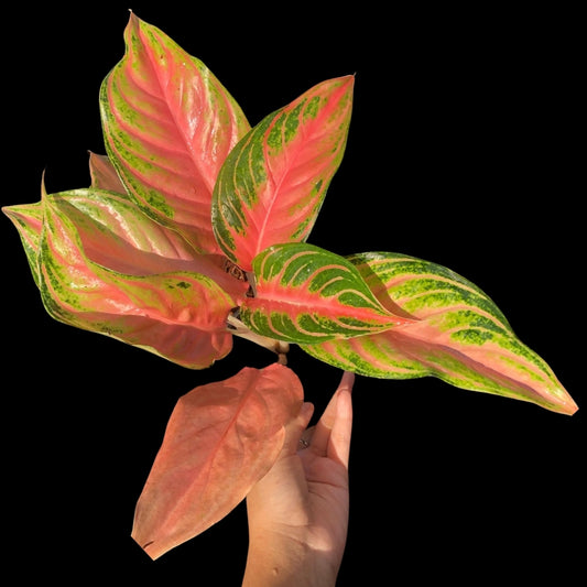 Aglaonema Pink Panama (PRE-ORDER) - JAN123