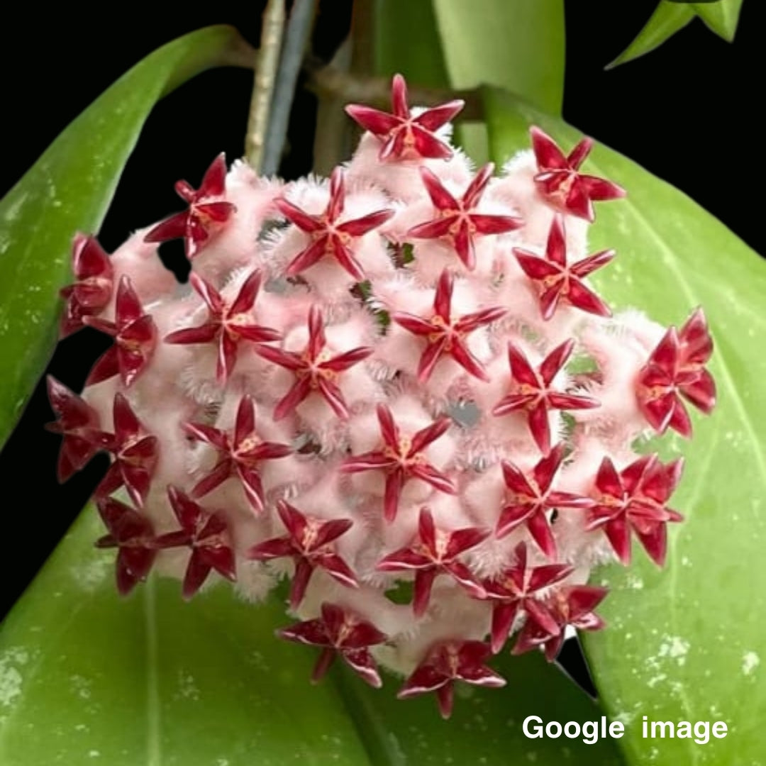 Hoya Erythrostemma Shocking Pink Large (PRE-ORDER)-JULY124