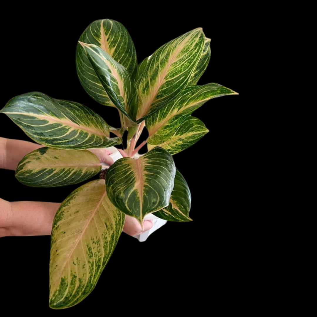 Aglaonema Peach Panama (PRE-ORDER) - JAN124