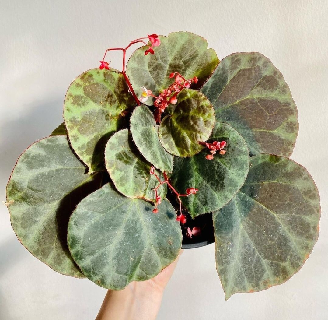 Begonia Hughesii sp (PRE-ORDER)-JUL078