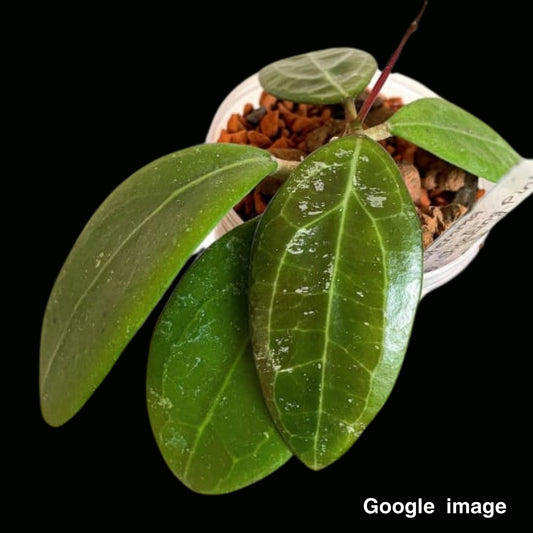 Hoya Erythrostemma Shocking Pink Large (PRE-ORDER)-JULY124