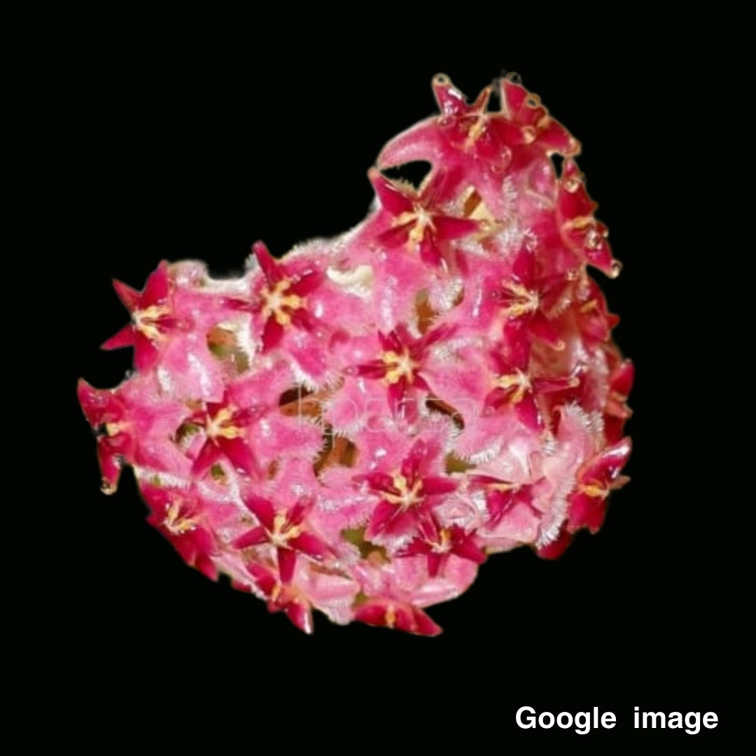 Hoya Erythrostemma Shocking Pink Large (PRE-ORDER)-JULY124