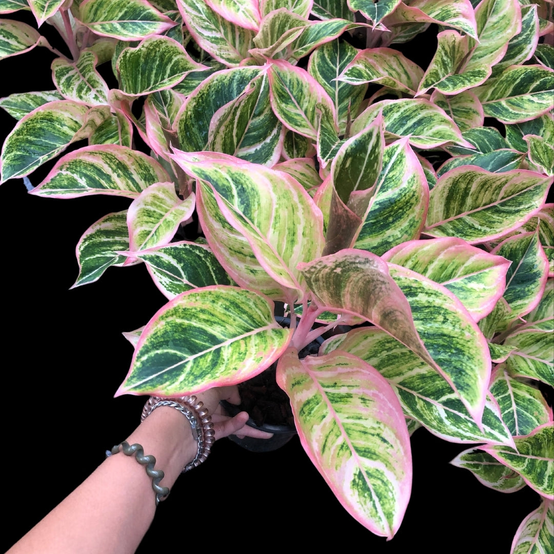 Aglaonema Pinky Pie (PRE-ORDER) - JAN125