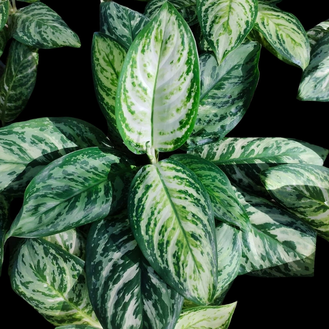 Aglaonema Platinum (PRE-ORDER) - JAN126