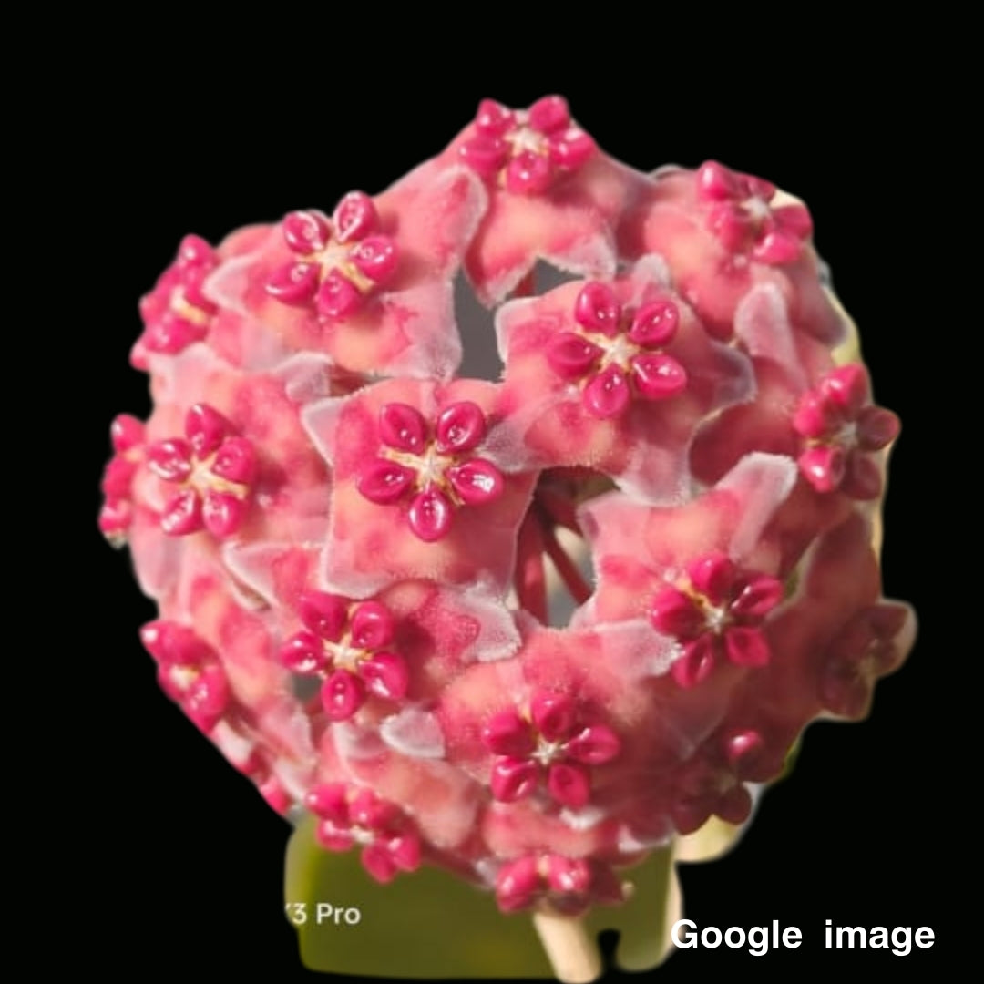 Hoya Excavata Large (PRE-ORDER)-JULY126