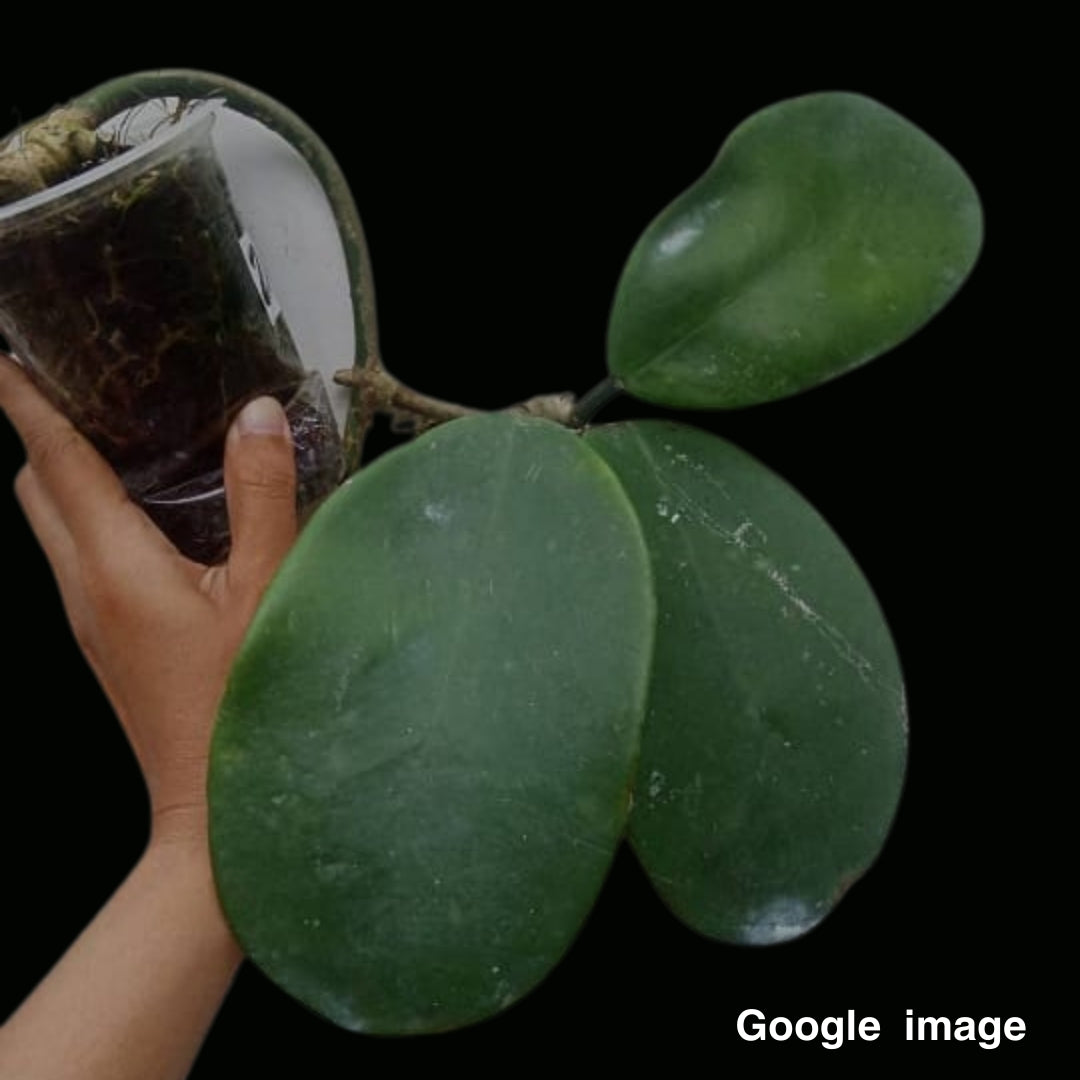 Hoya Excavata Large (PRE-ORDER)-JULY126