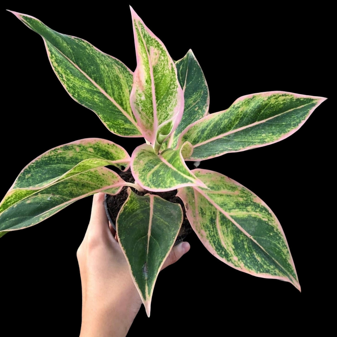 Aglaonema Ploychompoo (PRE-ORDER) - JAN127