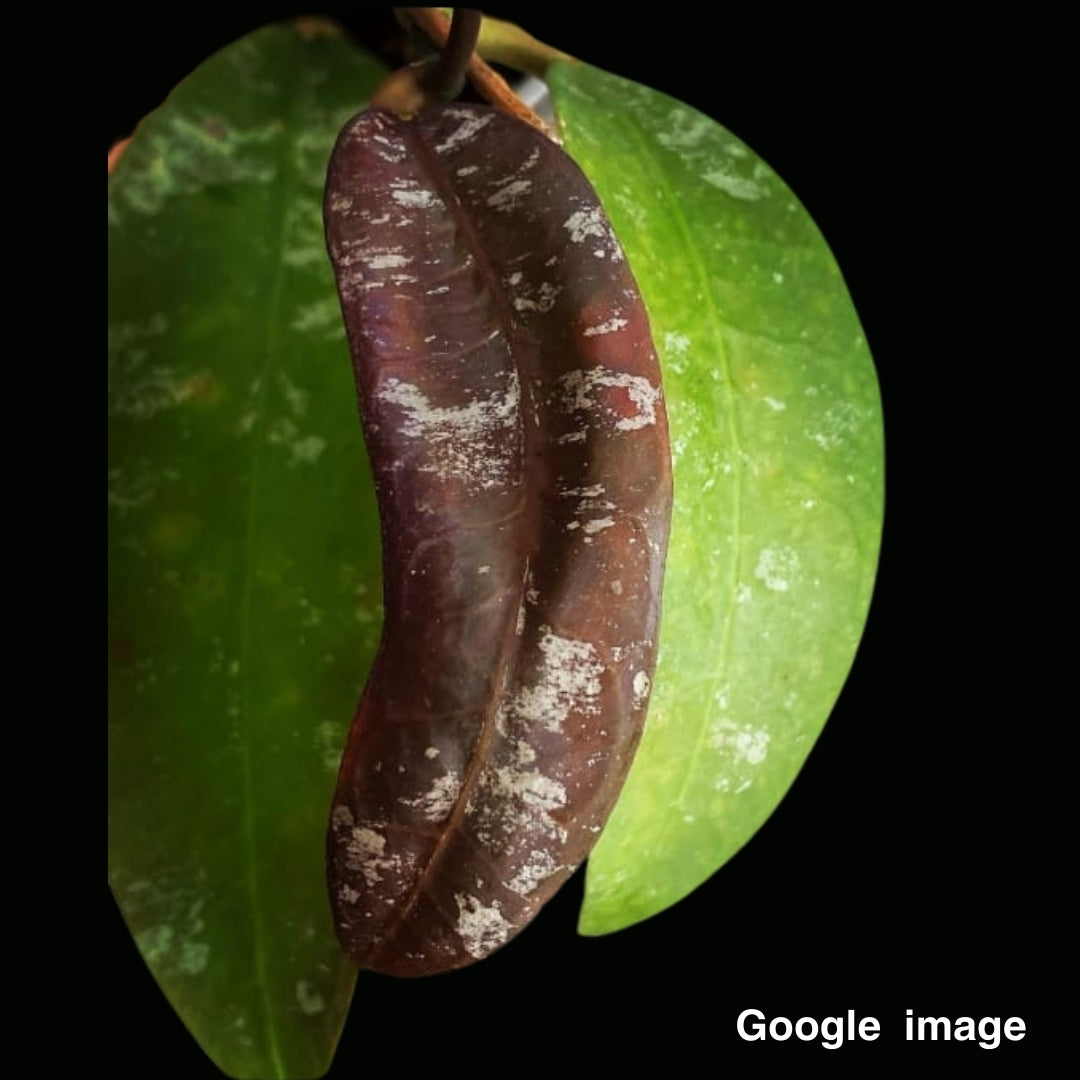 Hoya Fauziana Ssp.Angulata Large (PRE-ORDER)-JULY128