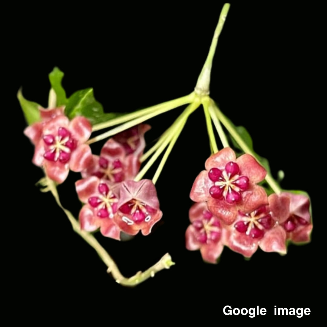 Hoya Fauziana Ssp.Angulata Large (PRE-ORDER)-JULY128