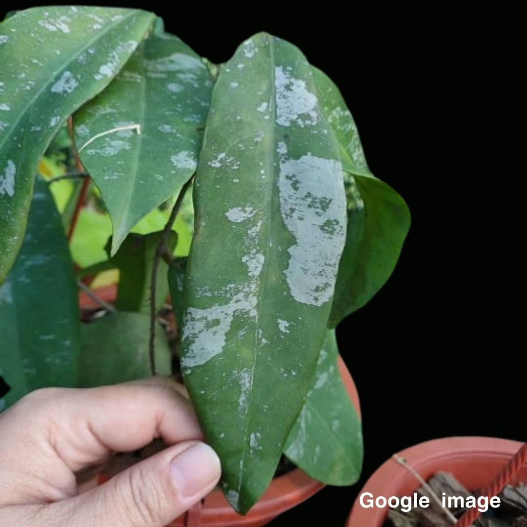 Hoya Fauziana Ssp.Angulata Large (PRE-ORDER)-JULY128