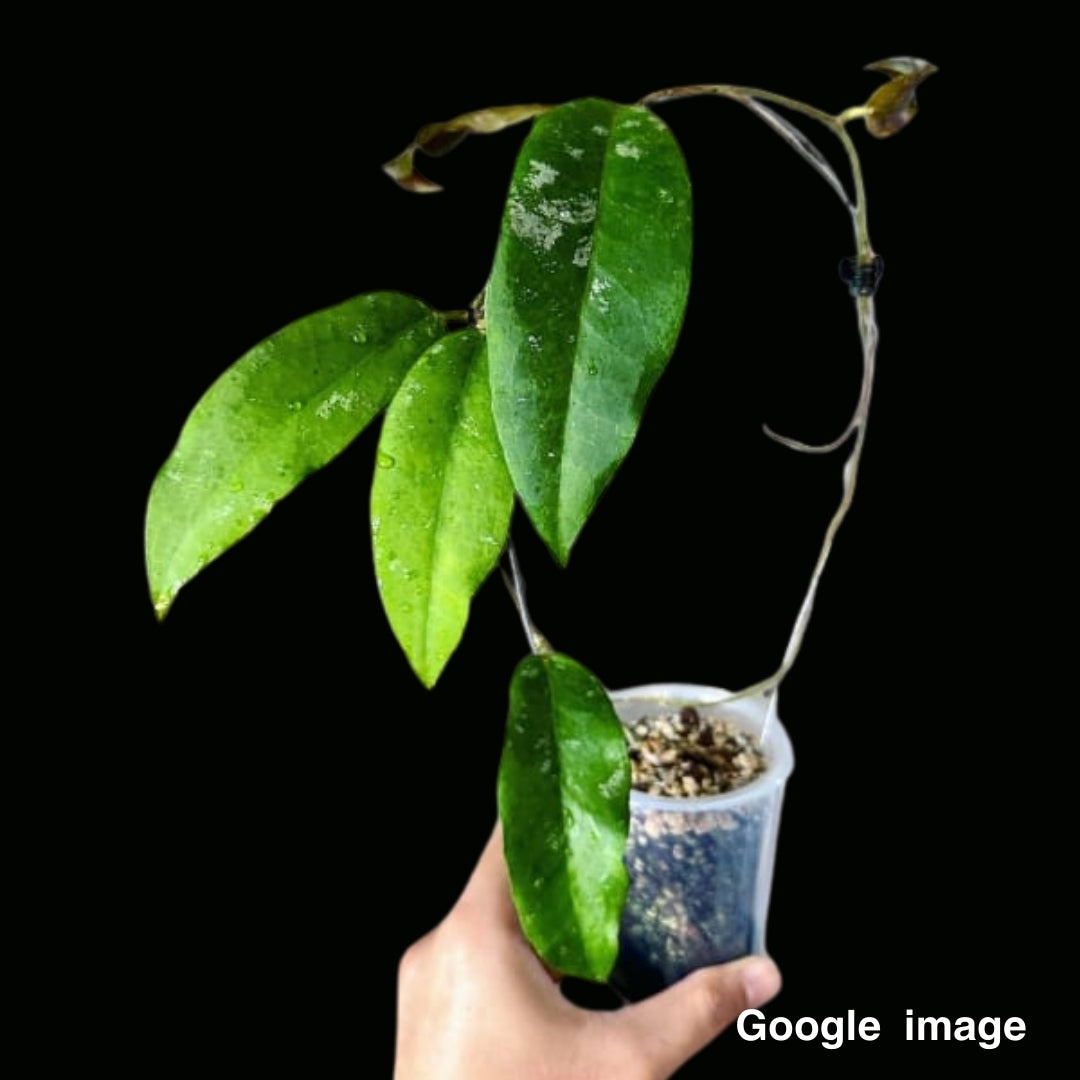 Hoya Fauziana Ssp.Angulata Large (PRE-ORDER)-JULY128