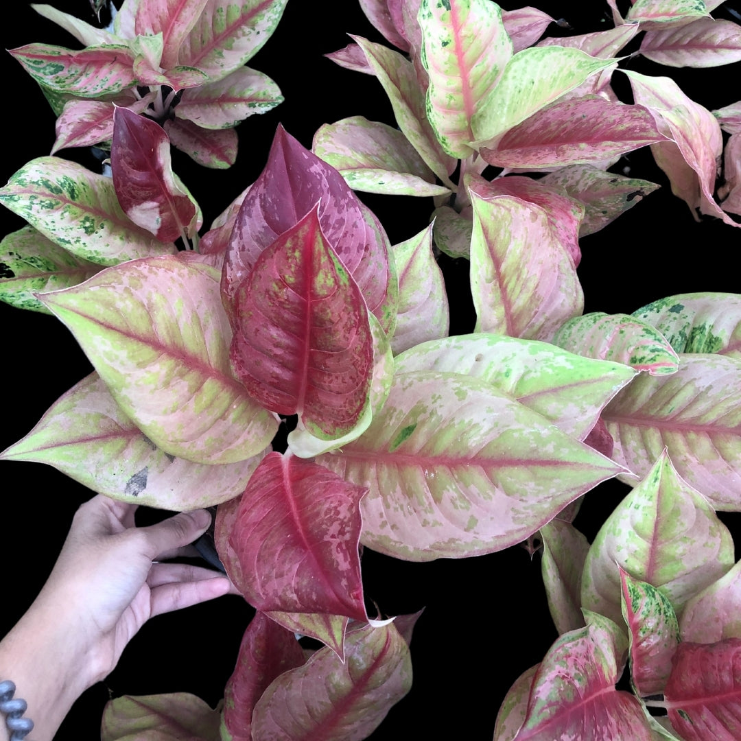 Aglaonema Prakaipetch (PRE-ORDER) - JAN129