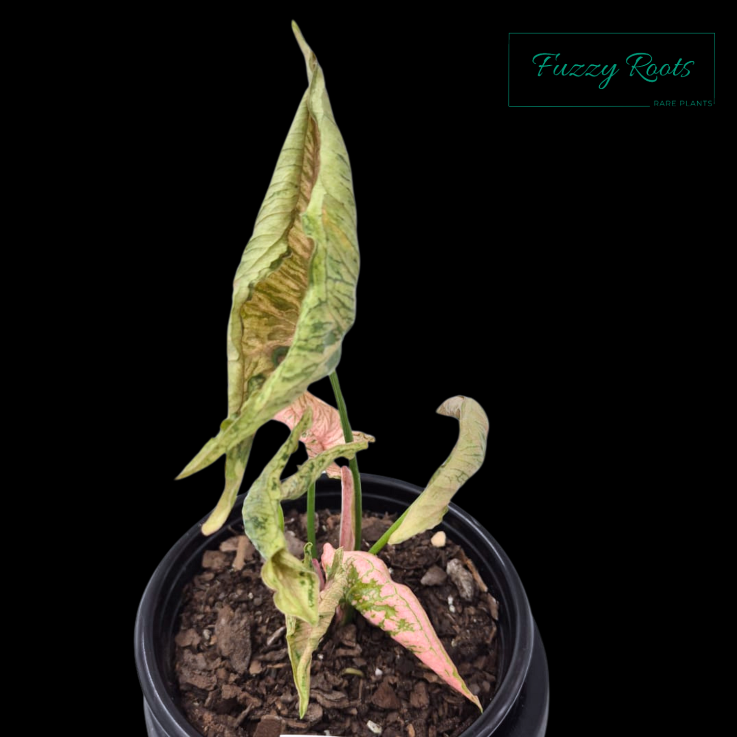 Syngonium Pink Rolli