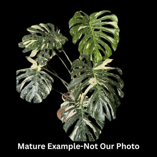 Monstera Deliciosa Thai Constellation Tissue Culture (PRE-ORDER) -TC0105