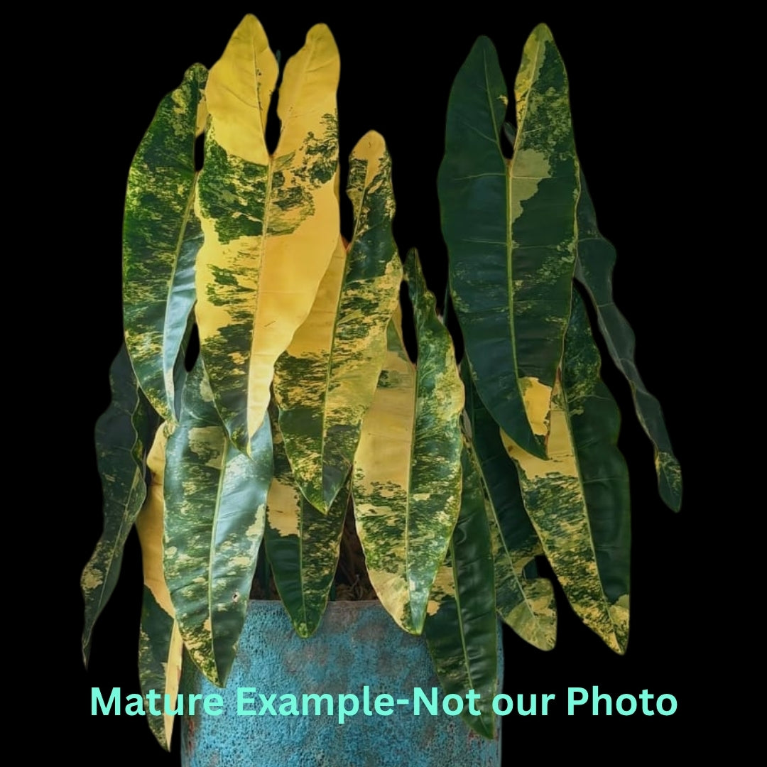 Philodendron Billietiae Var (9cm Pot) - Pre Order JU12