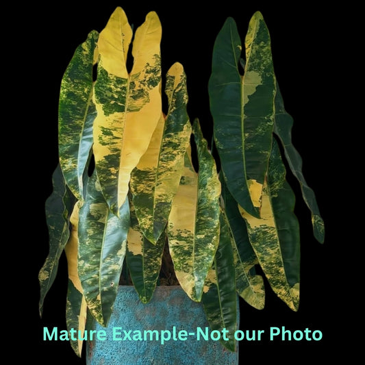 Philodendron Billietiae Var (9cm Pot) - Pre Order JU12