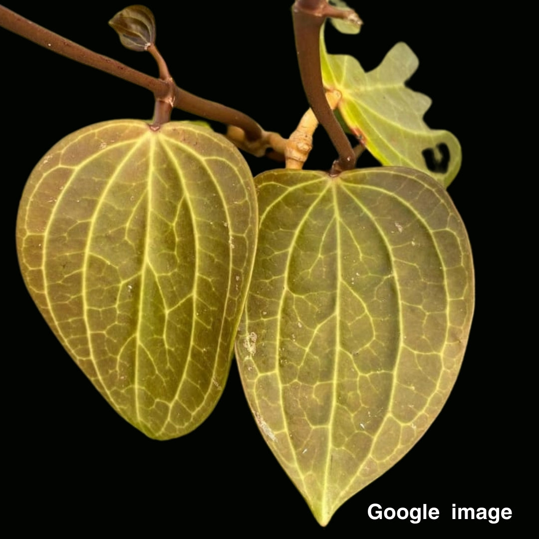 Hoya Aff. Clandestina Yellow Large (PRE-ORDER)-JULY012