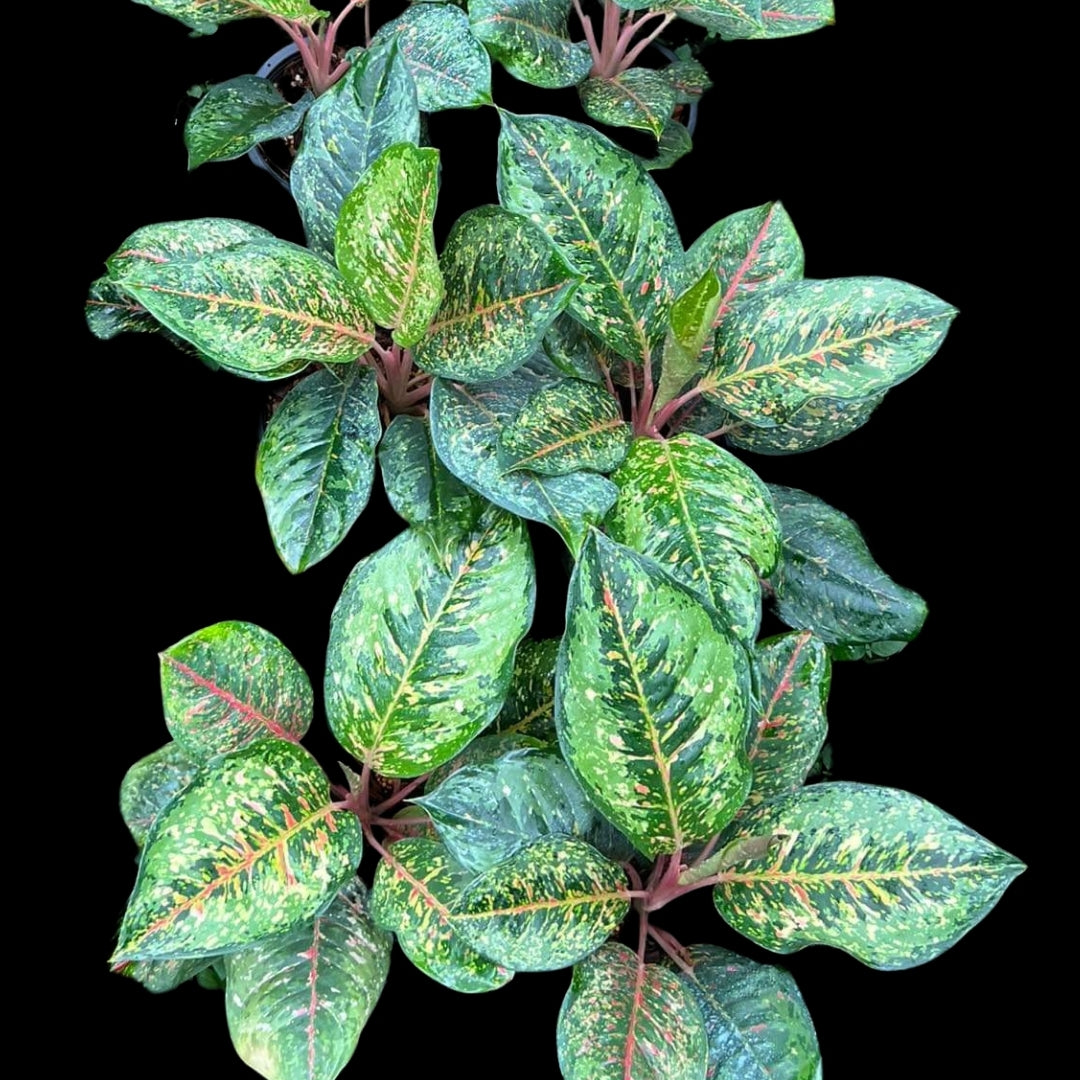 Aglaonema Black Karat (PRE-ORDER) - JAN013