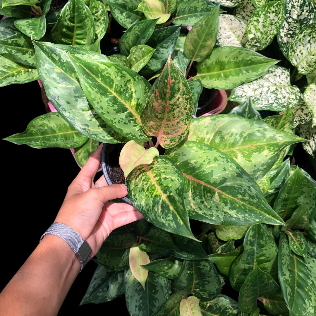 Aglaonema Prakaipetch (Green) (PRE-ORDER) - JAN130