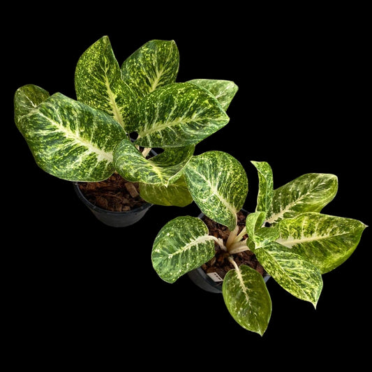 Aglaonema Praming Mongkol (PRE-ORDER) - JAN131