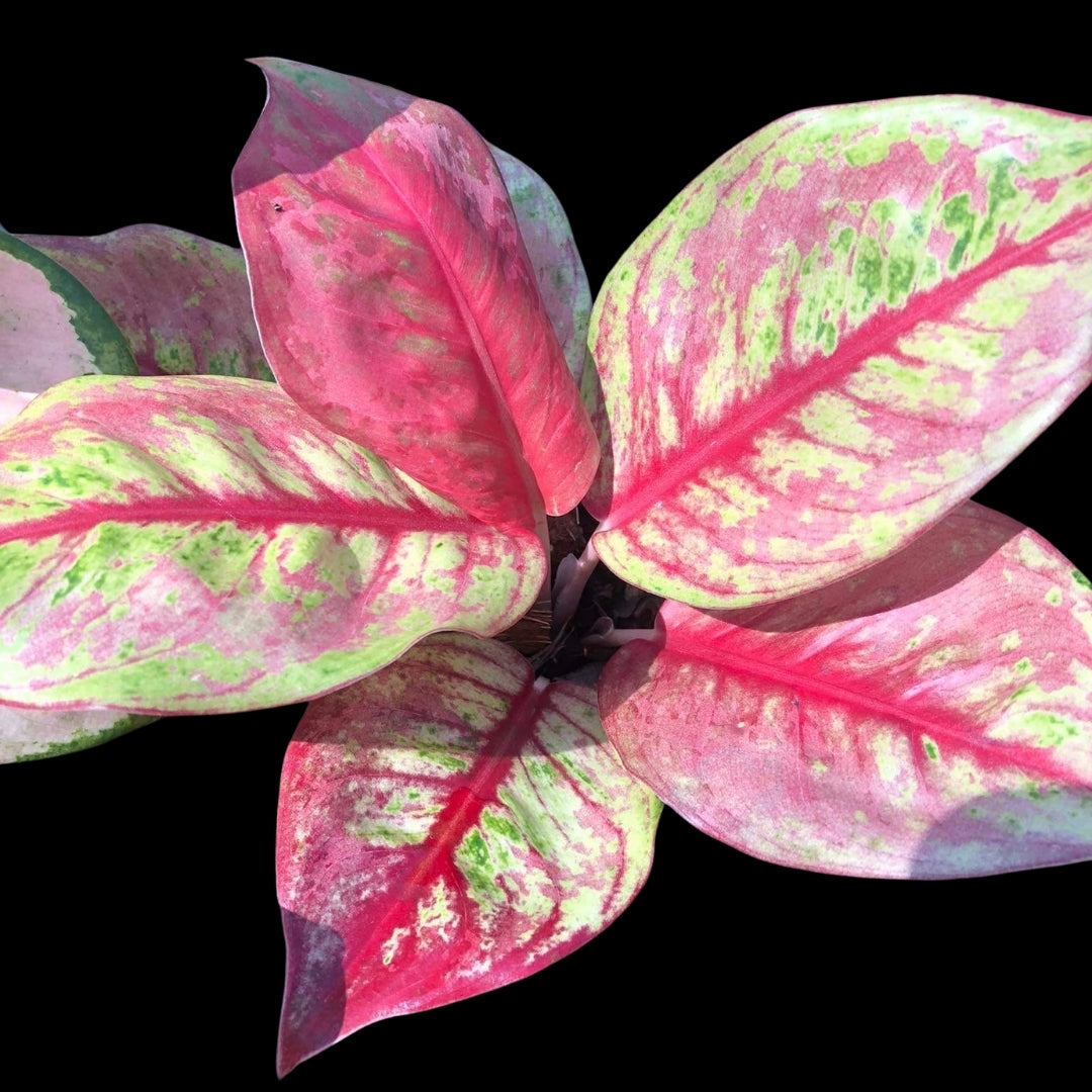 Aglaonema Rainbow Diamond (PRE-ORDER) - JAN132