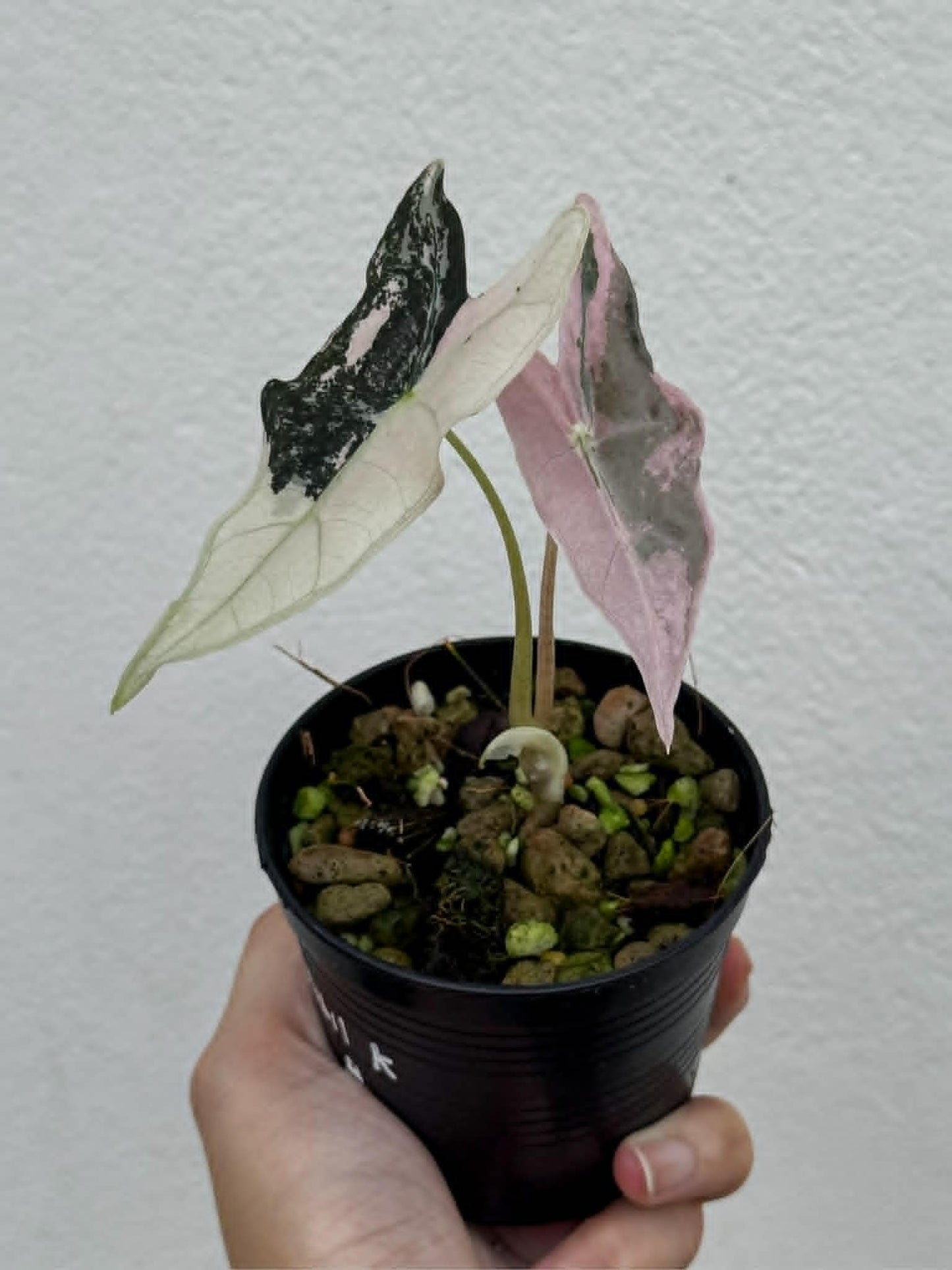 Alocasia Nobilis Pink (K-version) - Pre Order