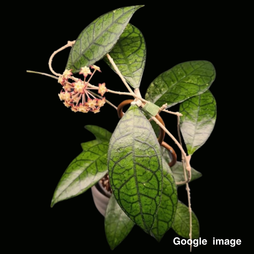 Hoya Finlaysonii Nova Large (PRE-ORDER)-JULY132