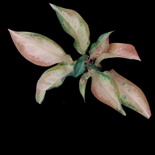 Aglaonema Rattana Gosin (PRE-ORDER) - JAN133