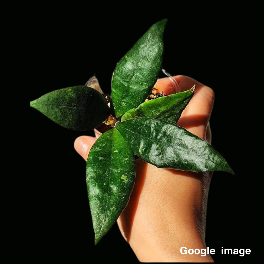 Hoya Finlaysonii Panggha Large (PRE-ORDER)-JULY133