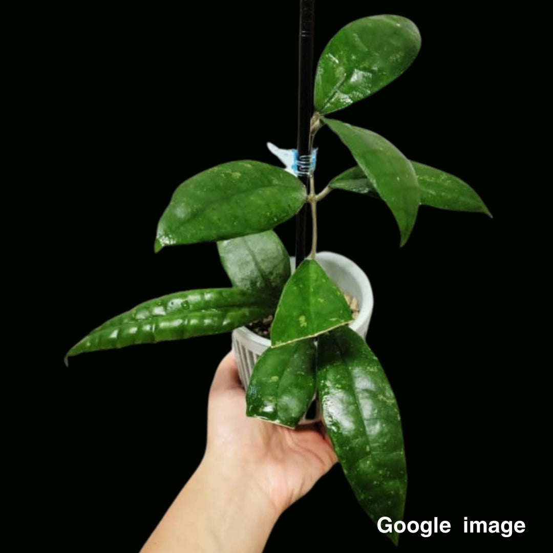 Hoya Finlaysonii Panggha Large (PRE-ORDER)-JULY133