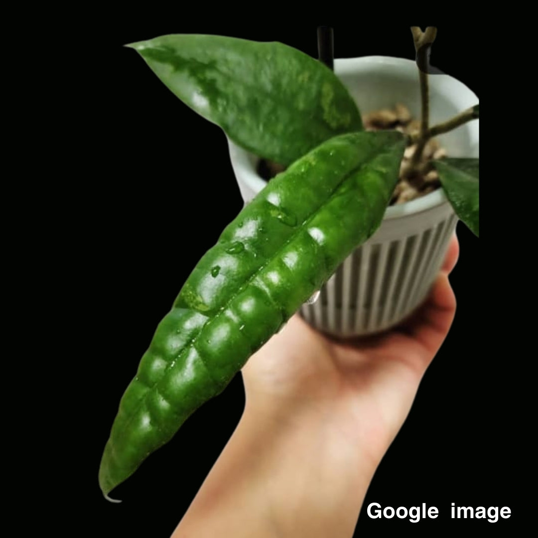 Hoya Finlaysonii Panggha Large (PRE-ORDER)-JULY133