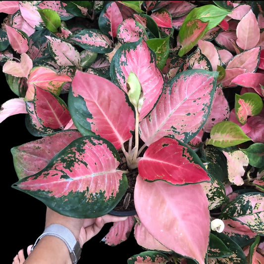 Aglaonema Rattana Rungrueng (PRE-ORDER) - JAN134