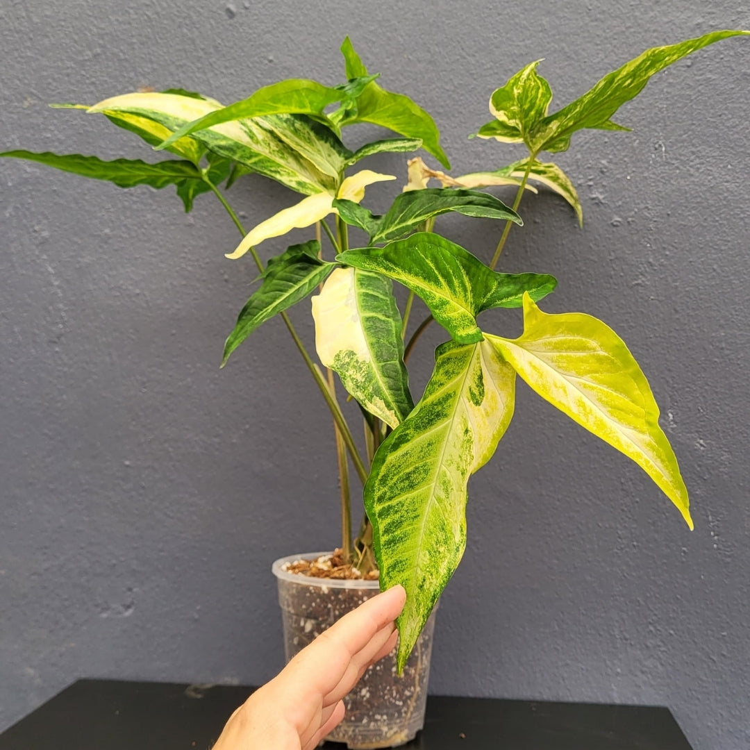 Syngonium Angustatum Variegated-24612