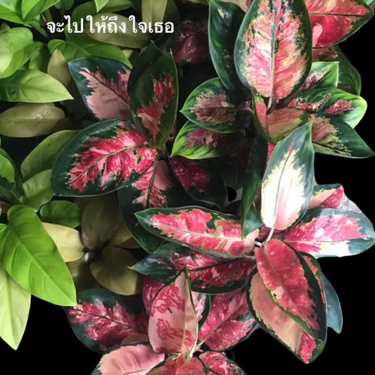 Aglaonema Rattana Rungrueng Variegated (PRE-ORDER) - JAN135